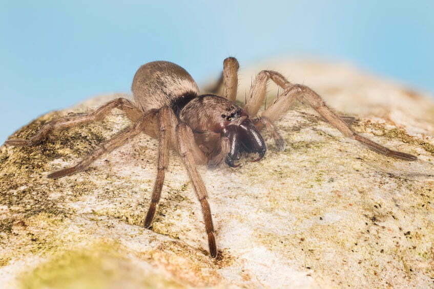 De 10 gevaarlijkste spinnen ter wereld 15
