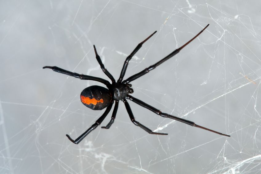 De 10 gevaarlijkste spinnen ter wereld 13