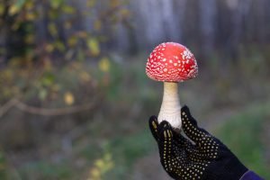 10 giftige paddenstoelen