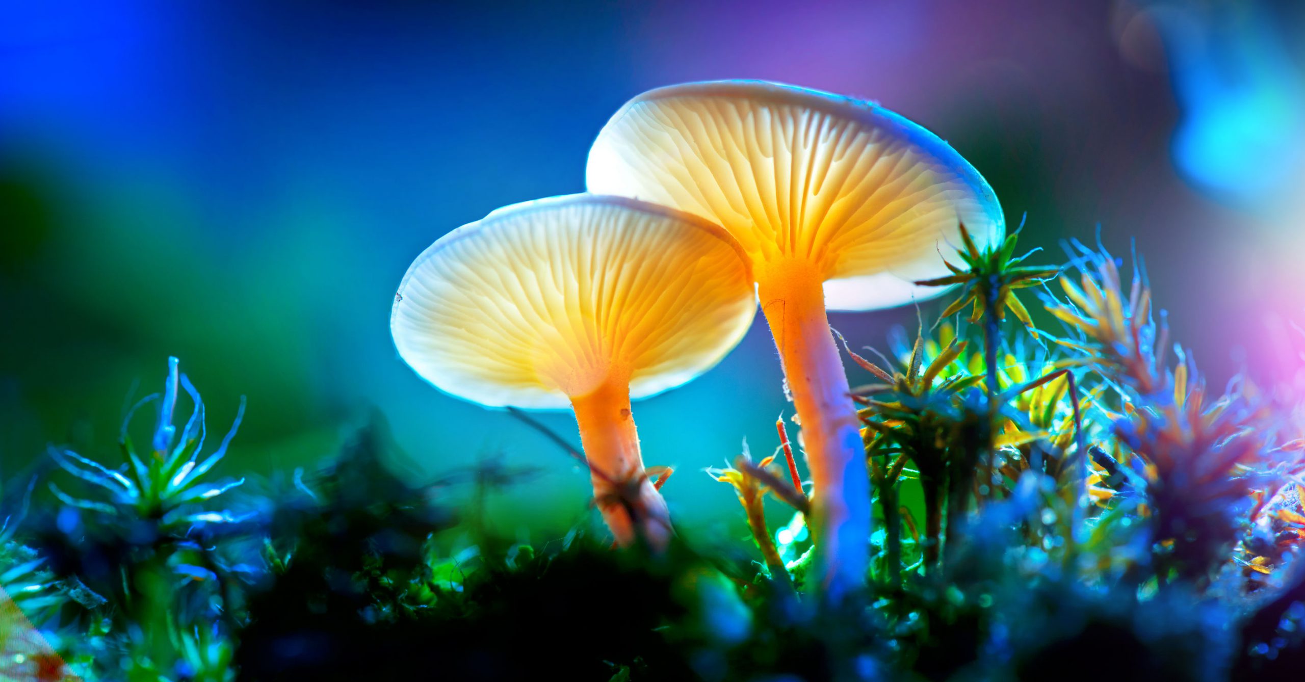 10 meest giftige paddenstoelen