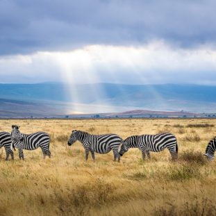Safari door Zuid-Afrika 27