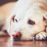 hoe werkt euthanasie bij honden