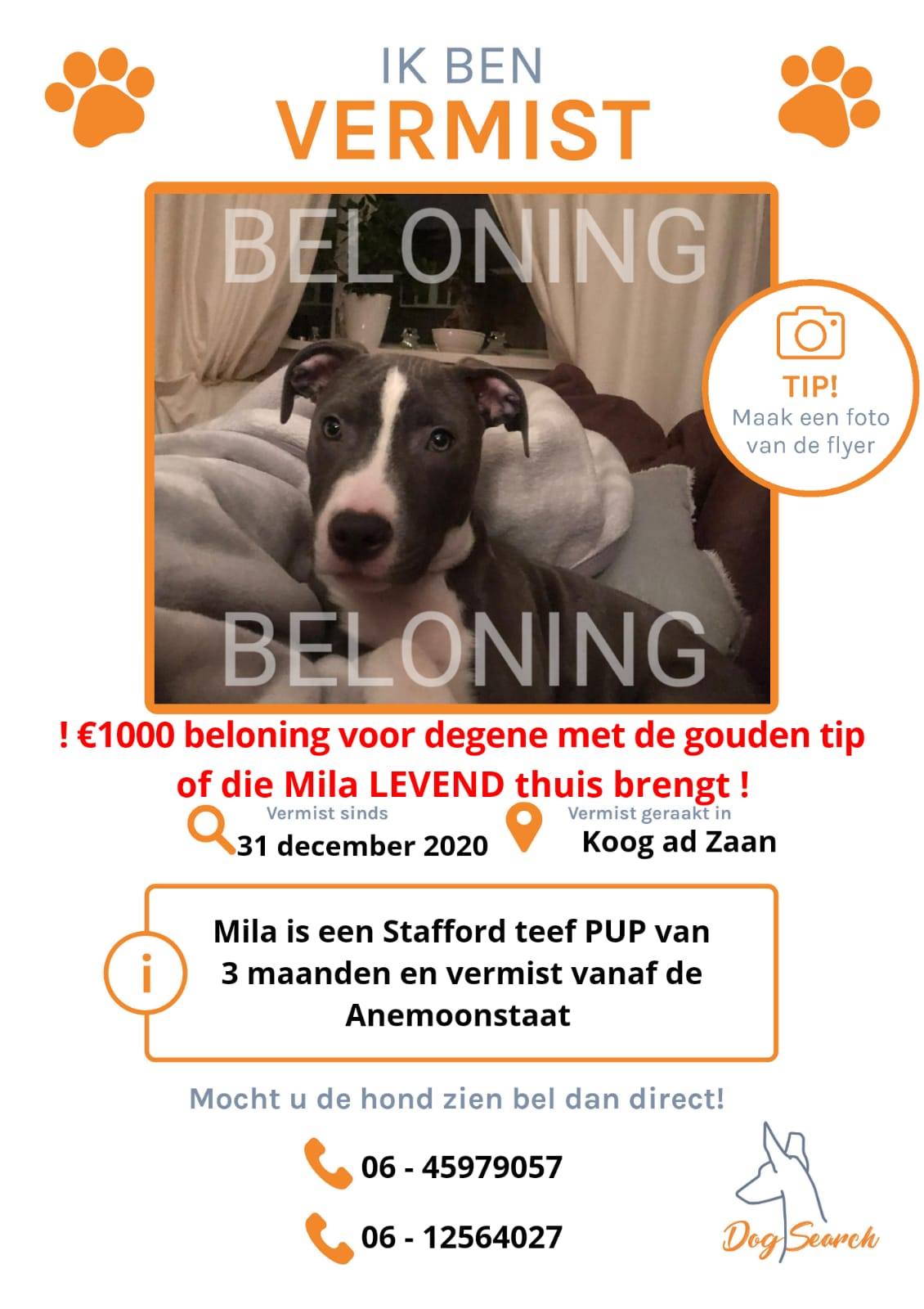 beloning hond vermist