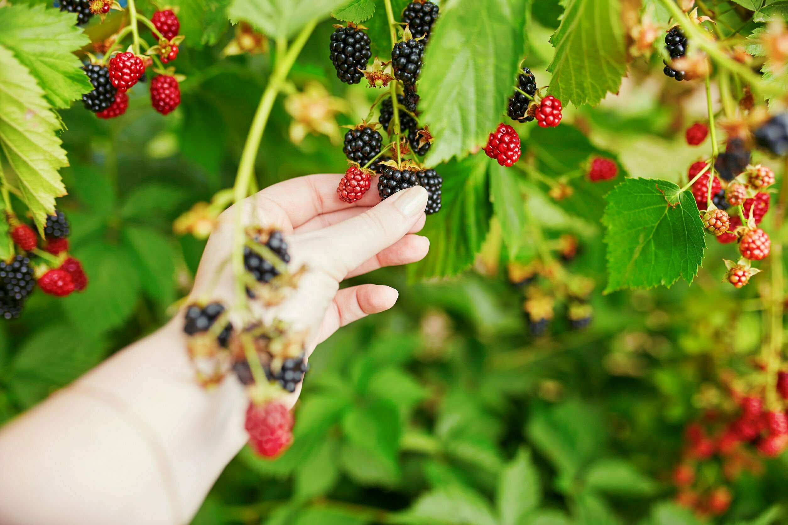 Zelf fruit telen neemt toe in populariteit 23 Zelf fruit telen neemt toe in populariteit 23