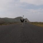 Struisvogel achtervolgt fietsers 15
