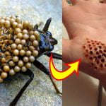 Top 10 gevaarlijkste insecten ter wereld 18