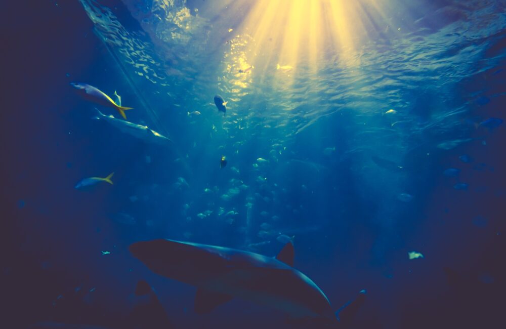 10 Bizarre zeedieren 22