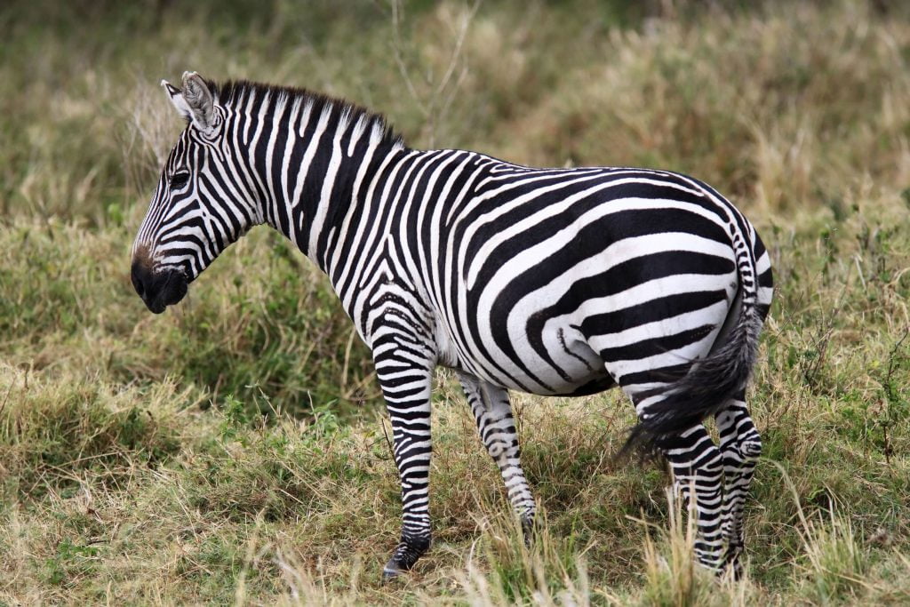 Waarom hebben zebra's strepen? 17