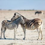 Waarom hebben zebra's strepen? 16