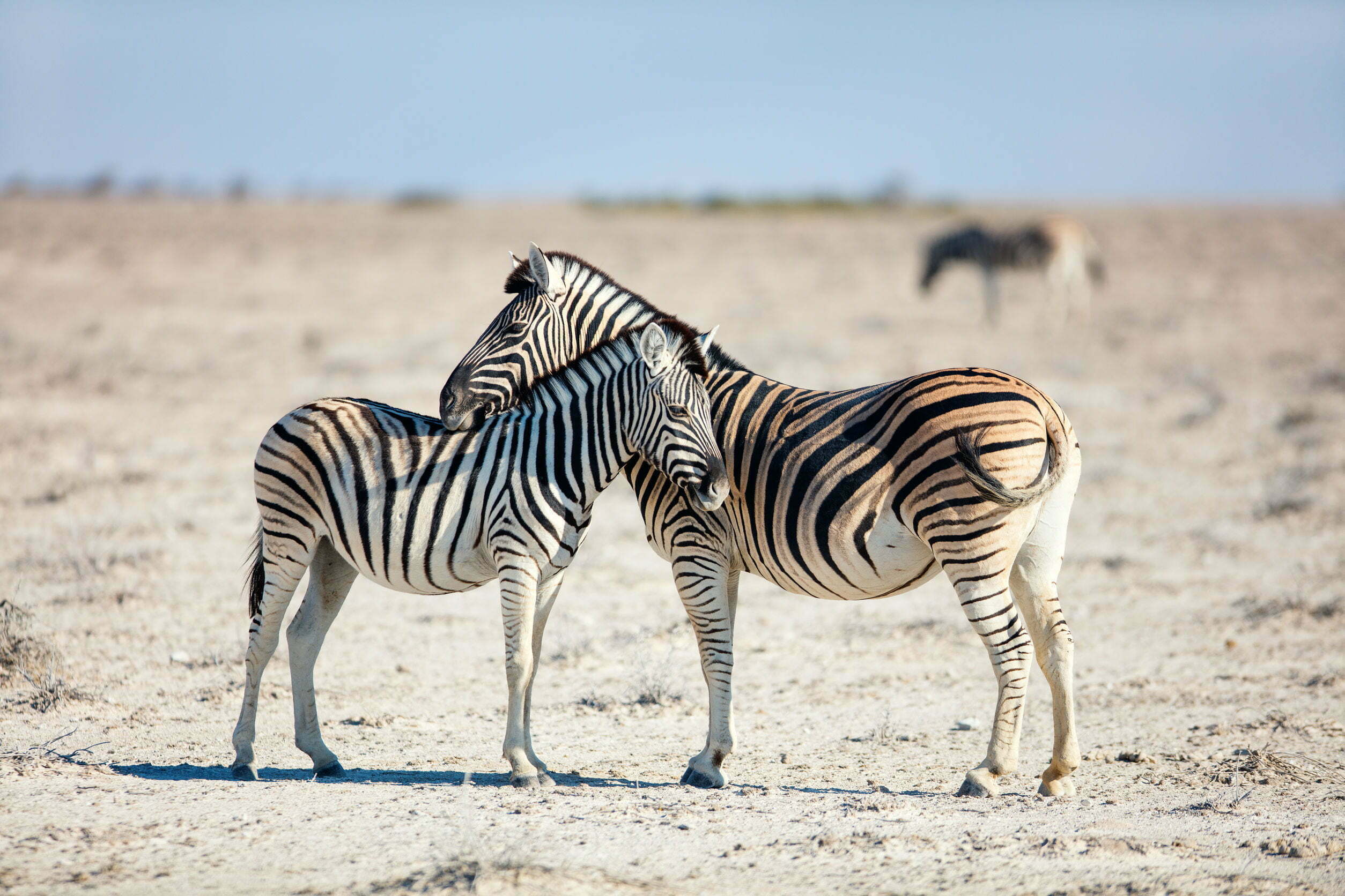 Waarom hebben zebra's strepen? 9