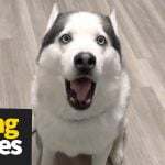 Video: kunnen deze honden praten? 16
