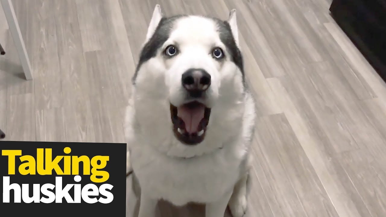 Video: kunnen deze honden praten? 10