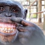 Chimpansee ziet spiegelbeeld 32