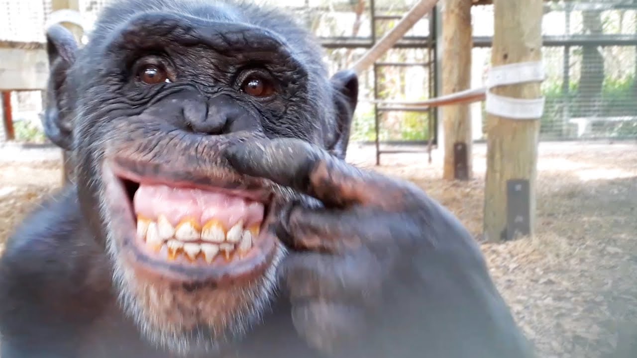 Chimpansee ziet spiegelbeeld 8