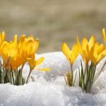 Leuke weetjes over de lente