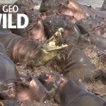 Video: Krokodil vecht met kudde nijlpaarden 13