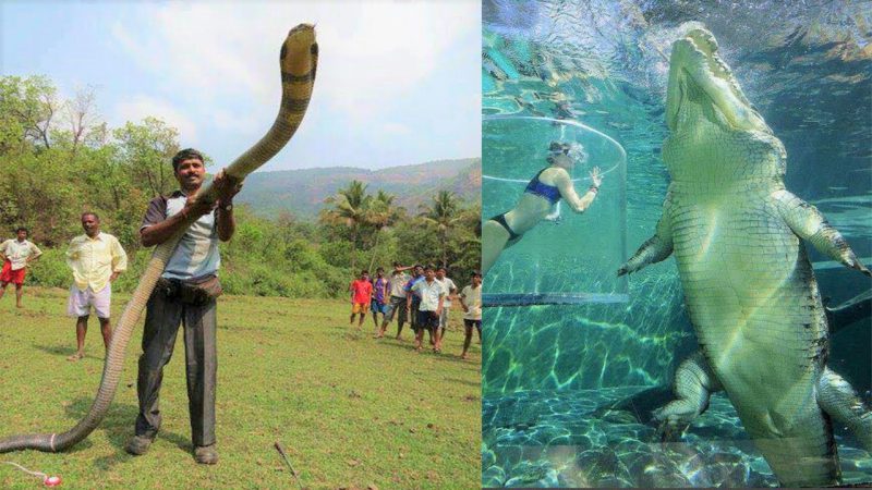 Top 10 enorme reptielen 27