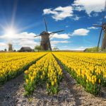 Dit zijn de populairste bloemen in Nederland 18