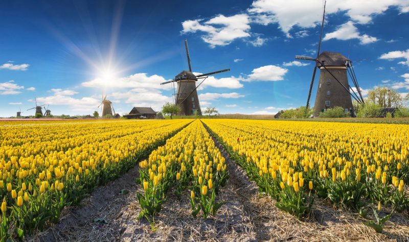 Dit zijn de populairste bloemen in Nederland 15