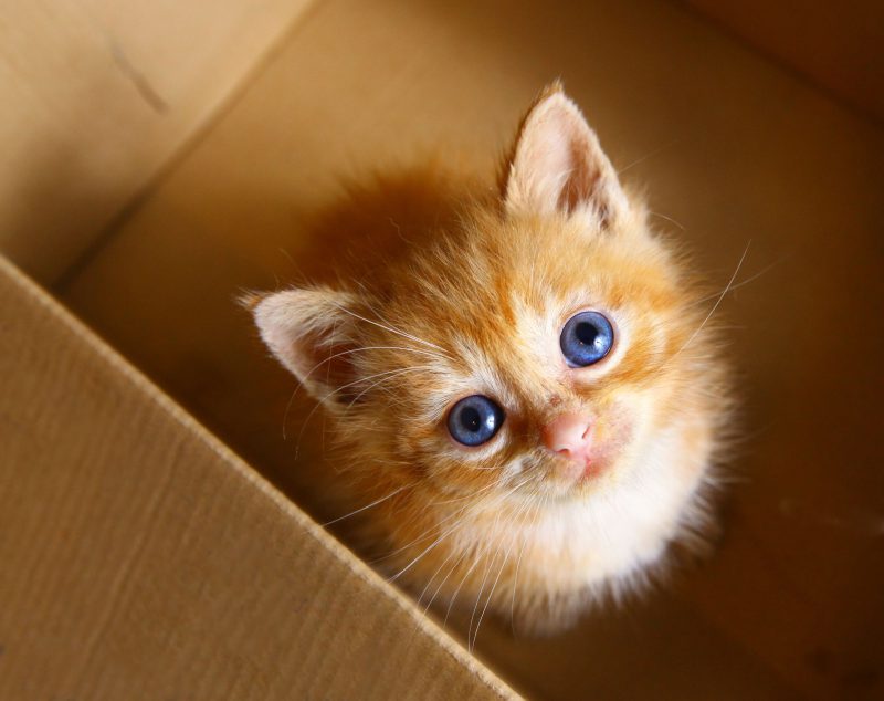 Mystery boxen, wat zijn het en wat zit erin