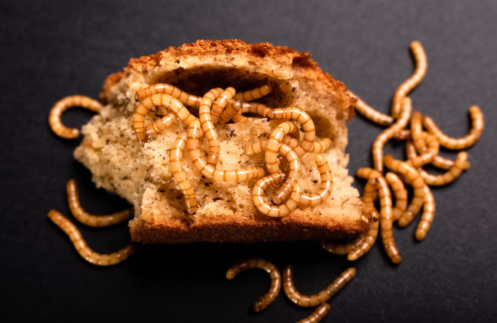 Trek in een portie meelwormen? Wat zijn meelwormen en is het gezond?