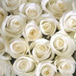 4000 witte rozen voor Peter R De Vries op de Dam 19