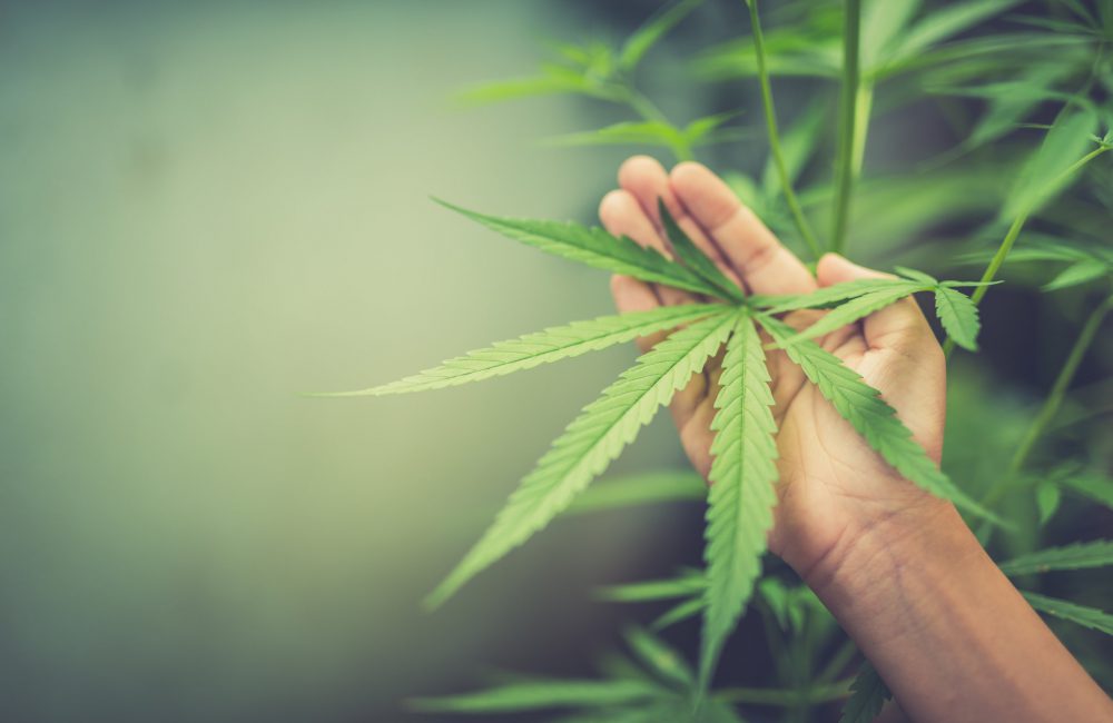 6 Zaken om rekening mee te houden als je zelf cannabis wilt telen 22