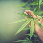 6 Zaken om rekening mee te houden als je zelf cannabis wilt telen 18