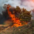 Hevige bosbranden in Italië: brandweer rukt zeker 800 keer uit 14
