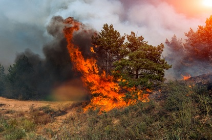 Hevige bosbranden in Italië: brandweer rukt zeker 800 keer uit 11