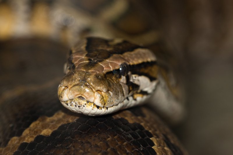 Video: Enorme slang verstopt zich in de supermarkt 14