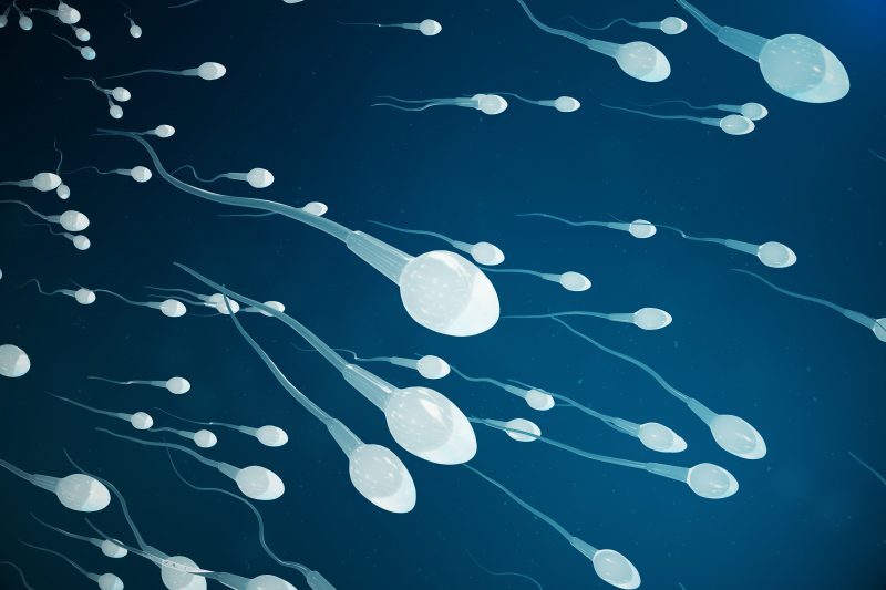 wat is spermaterrorisme