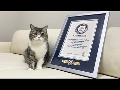 Dit is de populairste kat van YouTube 16