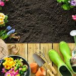Tips voor plantenliefhebbers zonder groene vingers 15