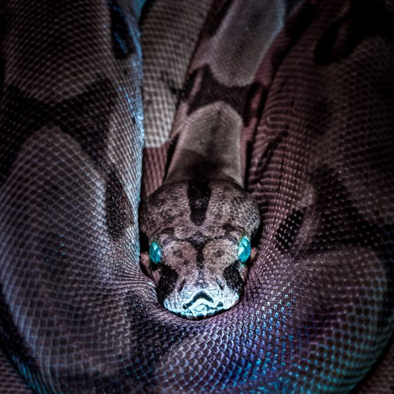 Slangen 16