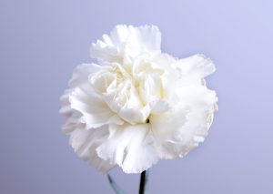 Tulpen, rozen, lelies of een andere bloem, wat zijn volgens jou de mooiste bloemen? 12