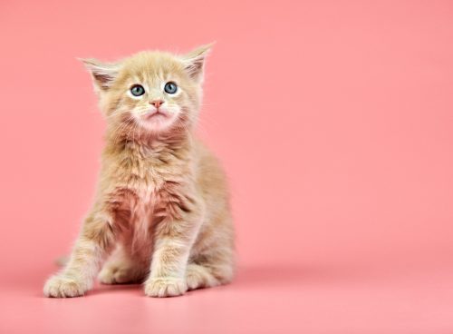 Quizzes 39 Wat weet jij van katten?