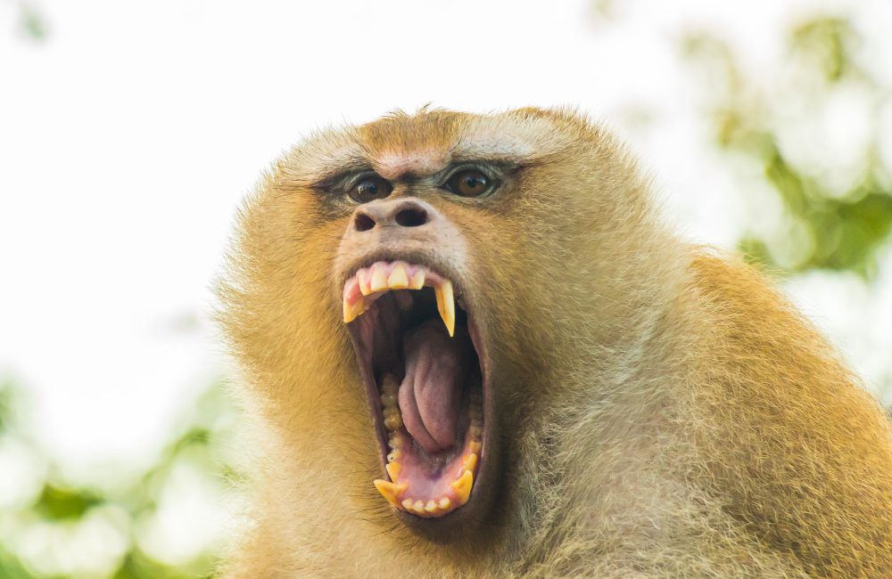 Heftig: wraakzuchtige apen vermoorden 250 honden in India 12