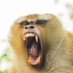 Heftig: wraakzuchtige apen vermoorden 250 honden in India 20