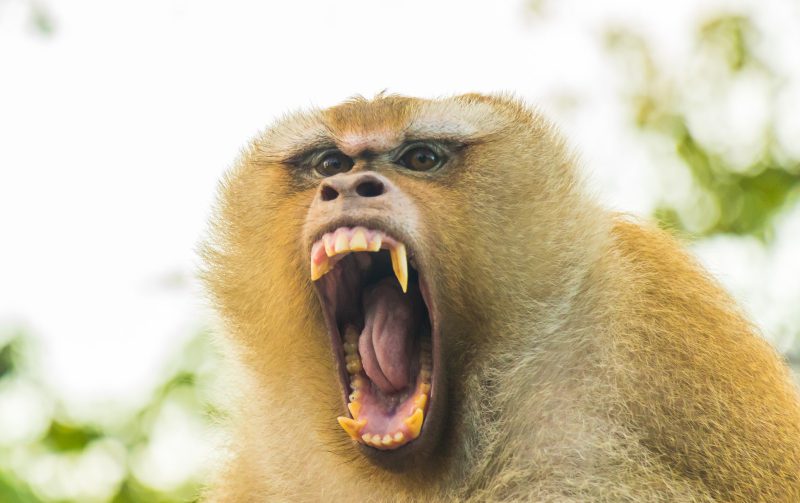 Heftig: wraakzuchtige apen vermoorden 250 honden in India 15