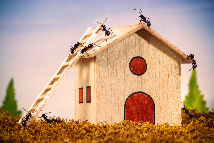 Tips om mieren te bestrijden in huis 12