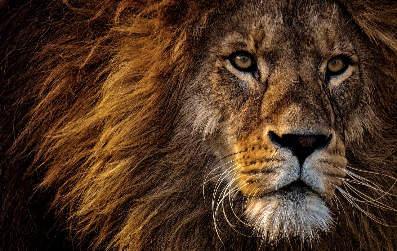 Top 10 leuke weetjes over leeuwen 15