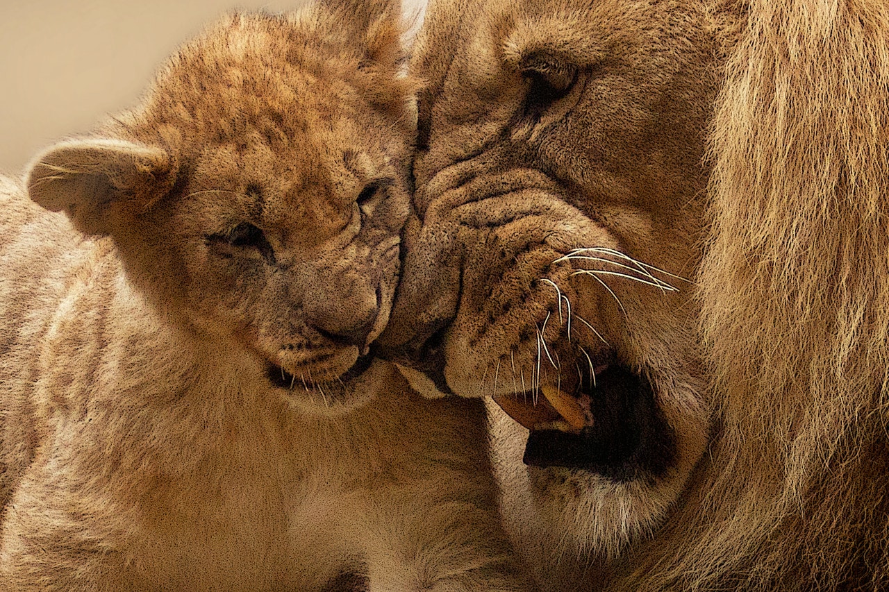 Top 10 leuke weetjes over leeuwen 16