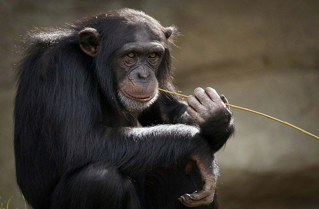 chimpansees