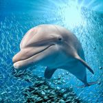Dolfijn Zandvoort: Vrouw die op dolfijn ging zitten heeft zichzelf aangegeven bij de lokale politie 20