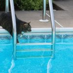 Kunnen katten zwemmen? Nou, kat Kees in ieder geval wel 17