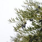 Tips om je olijfbomen tegen winter te beschermen 14