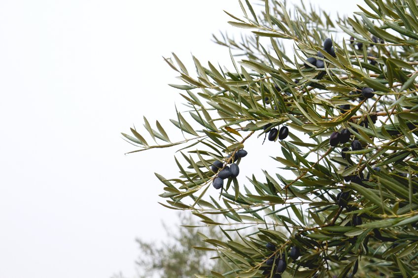 Tips om je olijfbomen tegen winter te beschermen 10