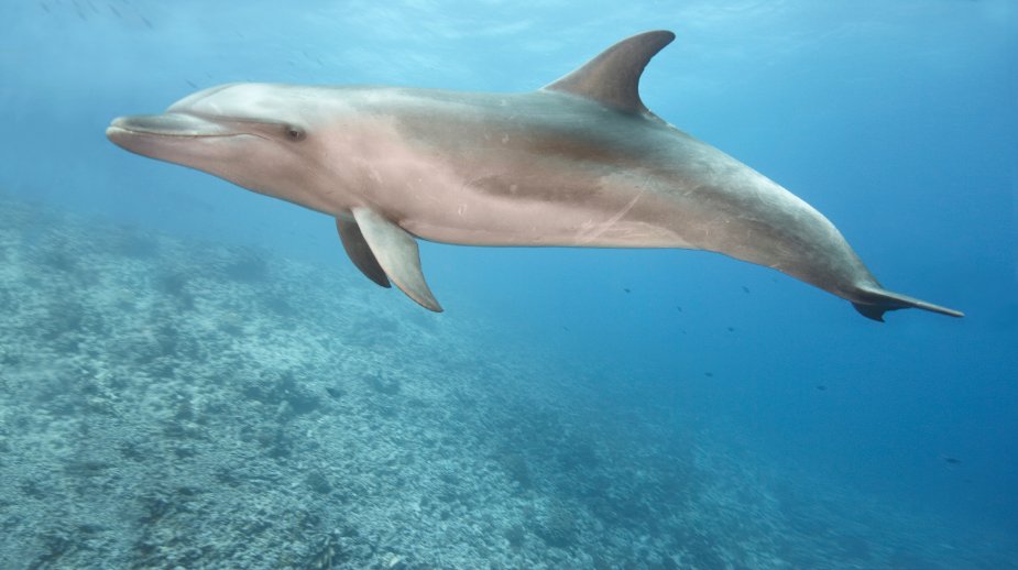 Dolfijn spoelt aan op Texel