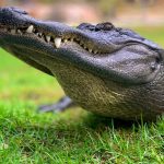 (Video) Man met depressie heeft alligator als hulpdier 18